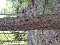 tree_trunk_TT000045.JPG