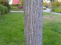 tree_trunk_TT000184.JPG