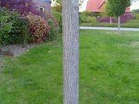 tree_trunk_TT000185.JPG