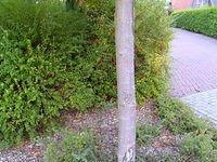 tree_trunk_TT7010085.JPG