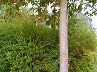 tree_trunk_TT7010086.JPG