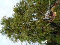 willow_tree_TT7010089.JPG