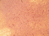 DSCF0562.JPG