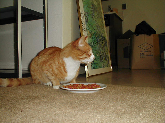 domestic cat eating