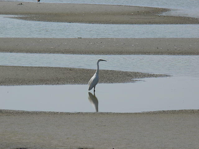 Little Egret, Somme Estuary