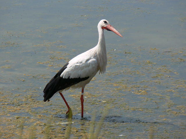 Stork, listening for prey