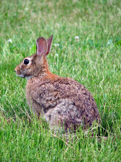 Rabbit-June5,2006-IMG_0075