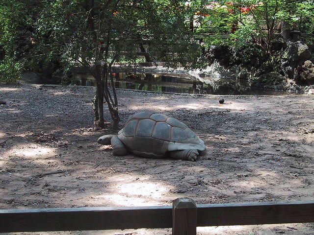aldabra_tortoise