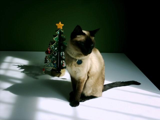 one of my cats - this one is Diesel, all set for Xmas
