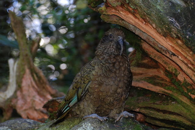 Kea (NZ Mountain Parrot)