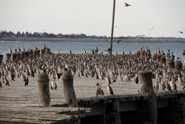 birds on wharf