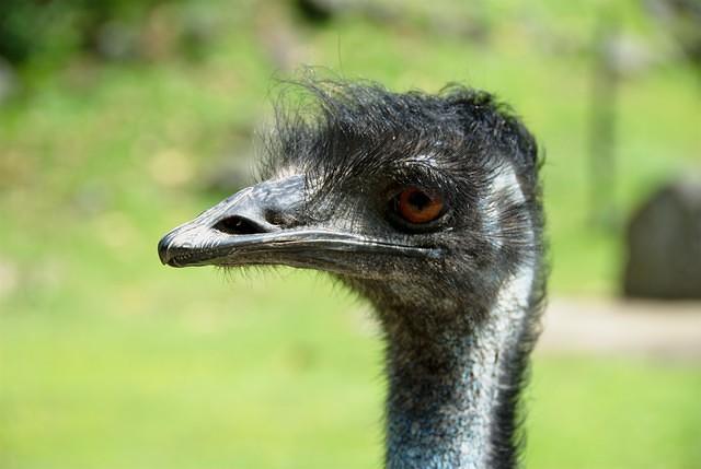 Emu's Head
