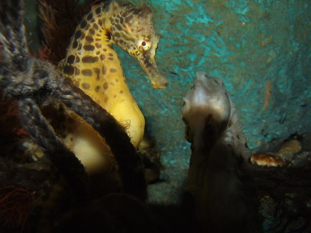 Seahorses, Aquarium of New Zealand, Napier