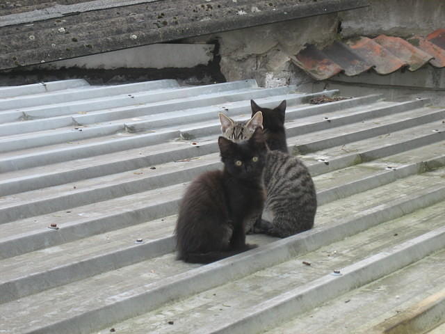 Kittens on a roof