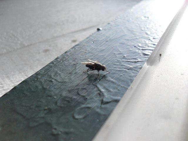 A Fly on the side of a building in the sunlight