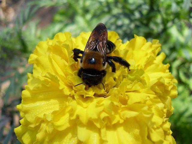 Bumble Bee on Yellow Flower