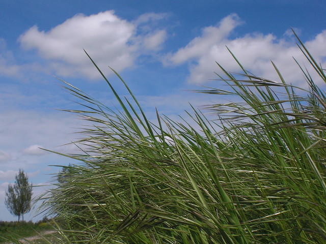 Tall grass, sky and clouds