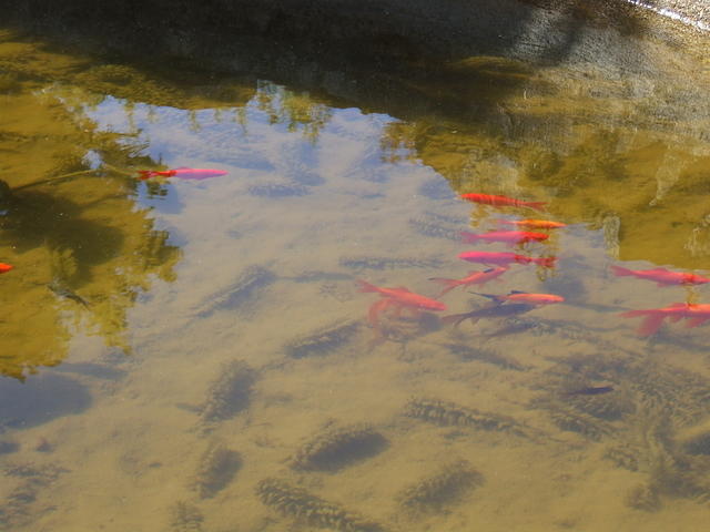pool of water with goldfish (koi pond)