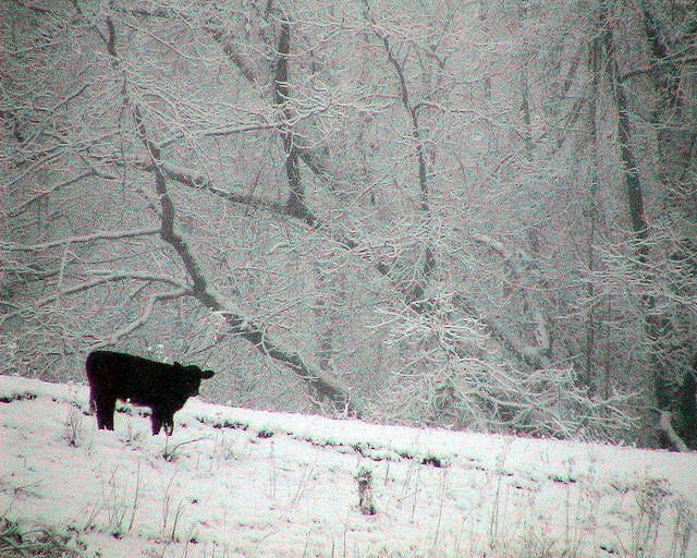 A Snowy World For This Calf - Cow