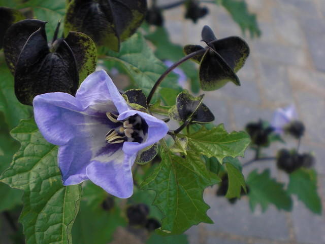 Apple-of-Peru, plant with blue flowers