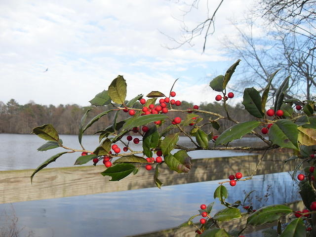 American Holly - Branches with Berries