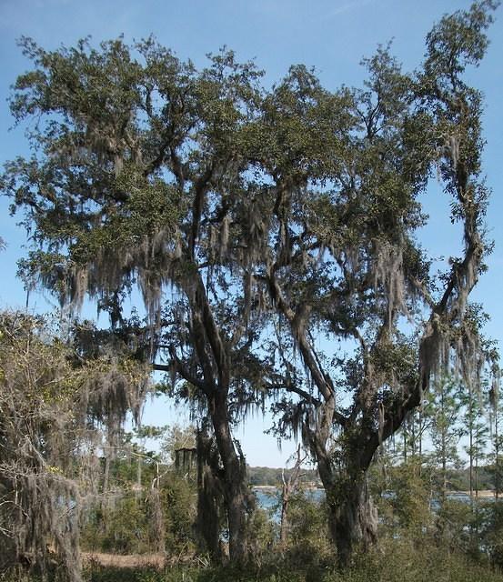 Live Oaks with spanish moss