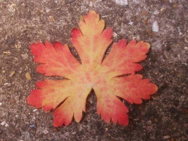 Pretty leaf with red edging