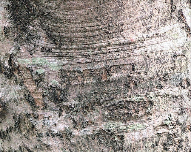 Silver Maple Tree Bark