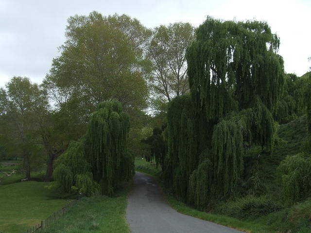 Willow trees, Hawkes Bay, New Zealand