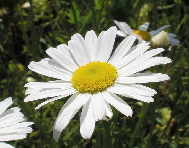 White flower Daisy