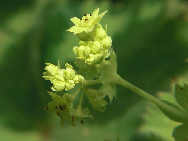 Small yellow flowers of a Lady's-mantle, Alchemilla spec.