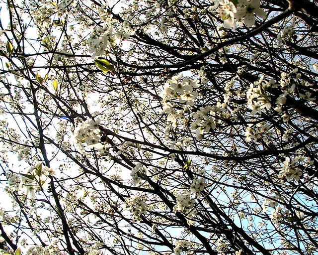 Bradford Pear Tree Blossoms 3