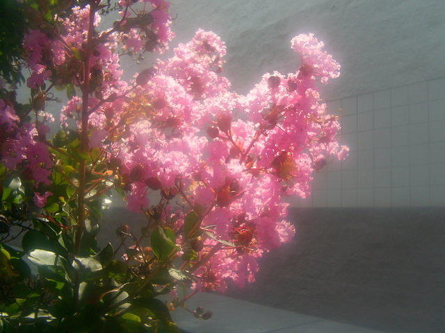 Crape-myrtle flowers in sunlight