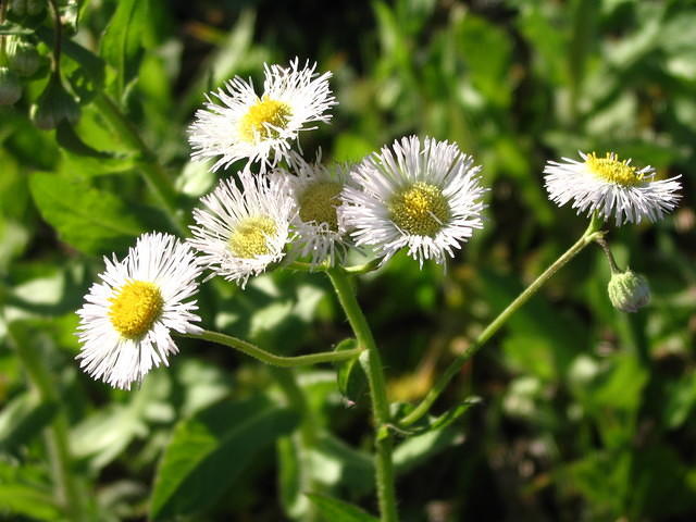 Tiny daisy flowers in sunlight
