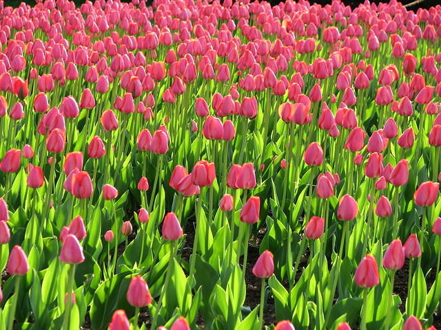 Pink tulips, Ottawa Tulip Festival