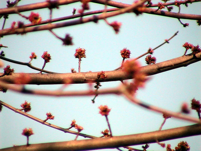 Silver Maple Tree buds
