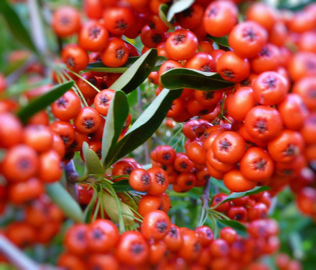 winter_berries
