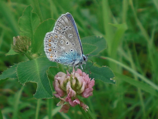 A blue butterfly Common Blue on a Red Clover
