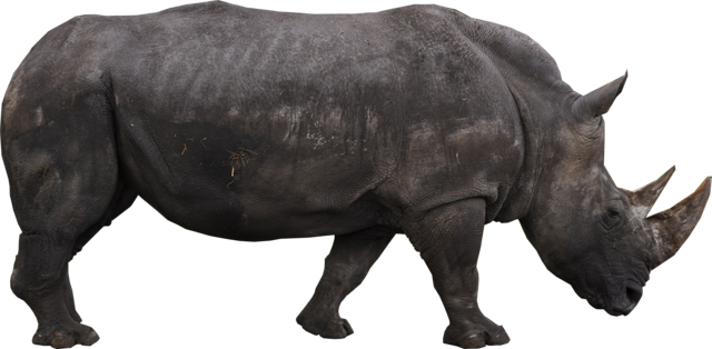 rhinoceros_alpha.png
