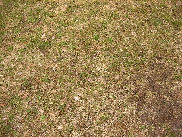 Short dry grass