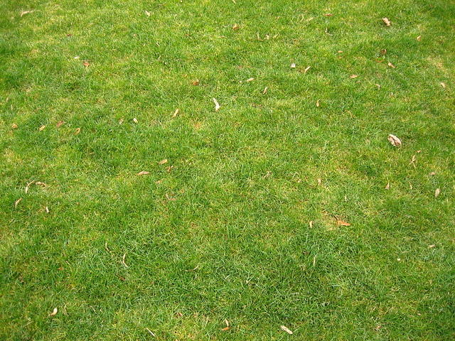 Short grass