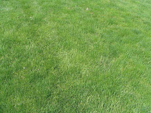 grass_003