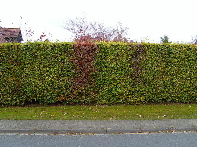 TT7040124.JPG