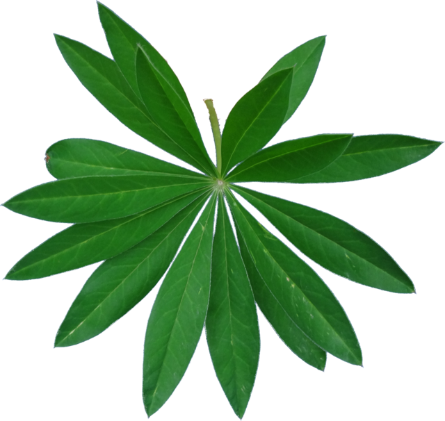 TT lupine leaf2