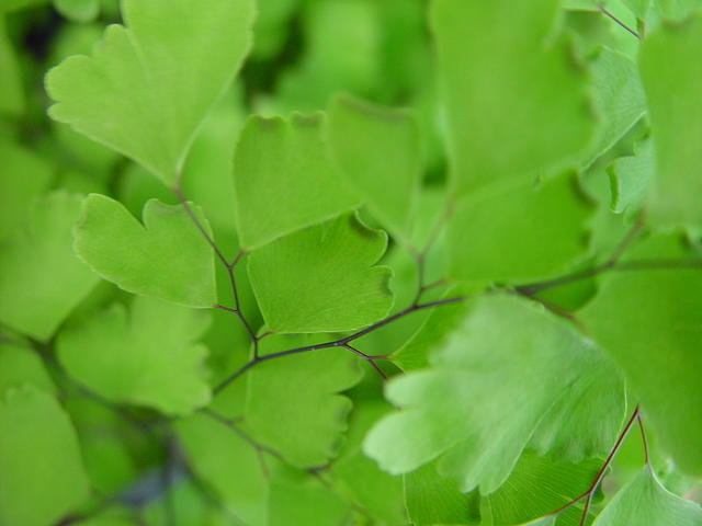 Small Green Leaves