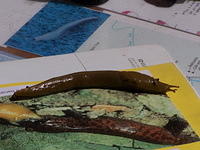 Banana slugs