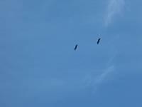 2 Bald Eagles Flying