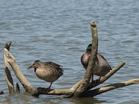 Birds on drift wood in lake, Jacobson Park