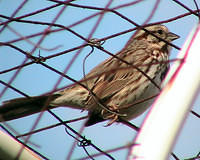Bird On Wire Fence