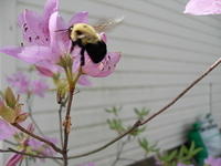 Bumble Bee on Azalea Bush in sunlight 01